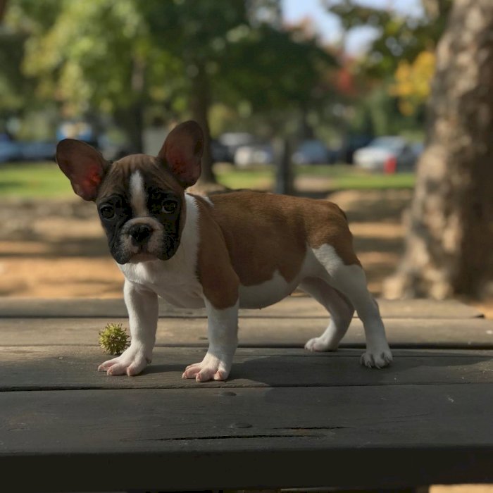 Bulldog frances cachorro raza pura de 4 meses listo para adopcion gratis