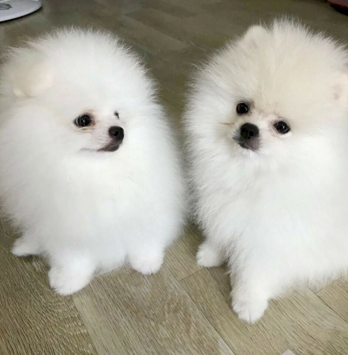 Cachorros pomerania blanco de 2 meses en venta